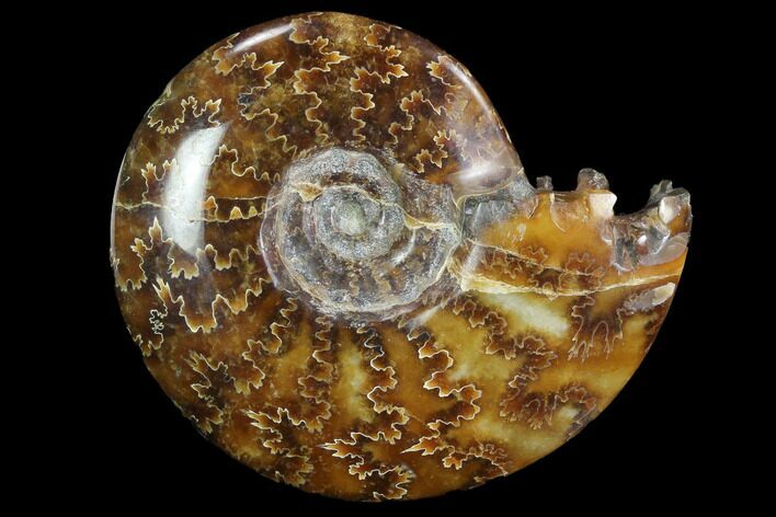 Polished, Agatized Ammonite (Cleoniceras) - Madagascar #97339